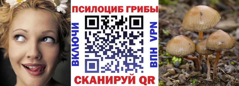 закладка  Дмитров  Псилоцибиновые грибы Cubensis 